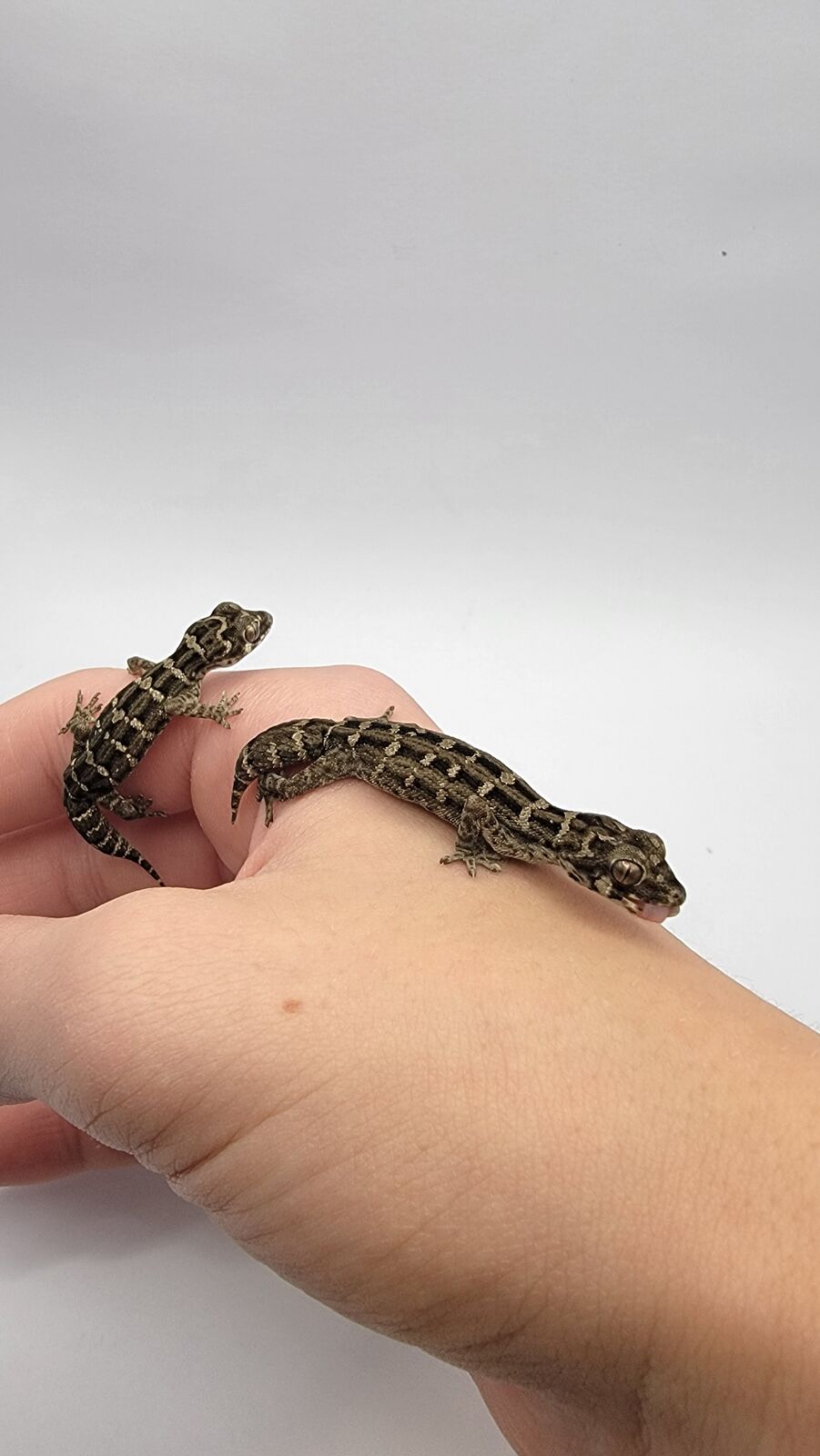 Female Viper Geckos