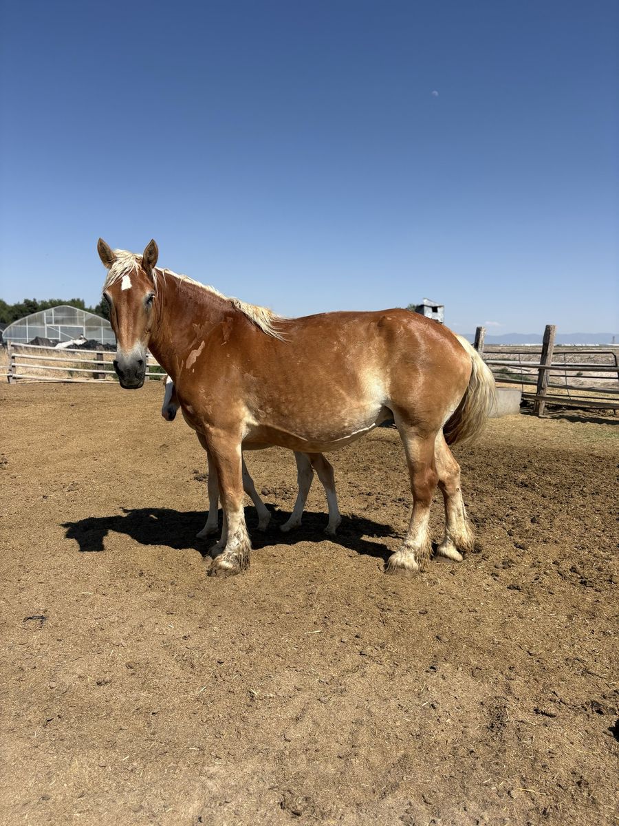 Belgian broodmare