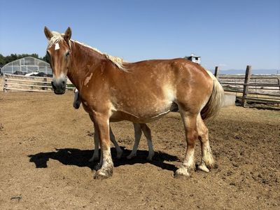 Belgian broodmare