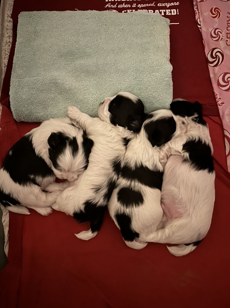 Shih Tzu Full Breed Puppies 2Males 2females