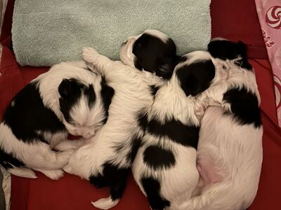 Shih Tzu Full Breed Puppies 2Males 2females