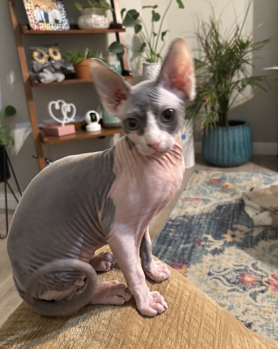 Sphynx