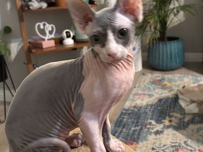 Sphynx