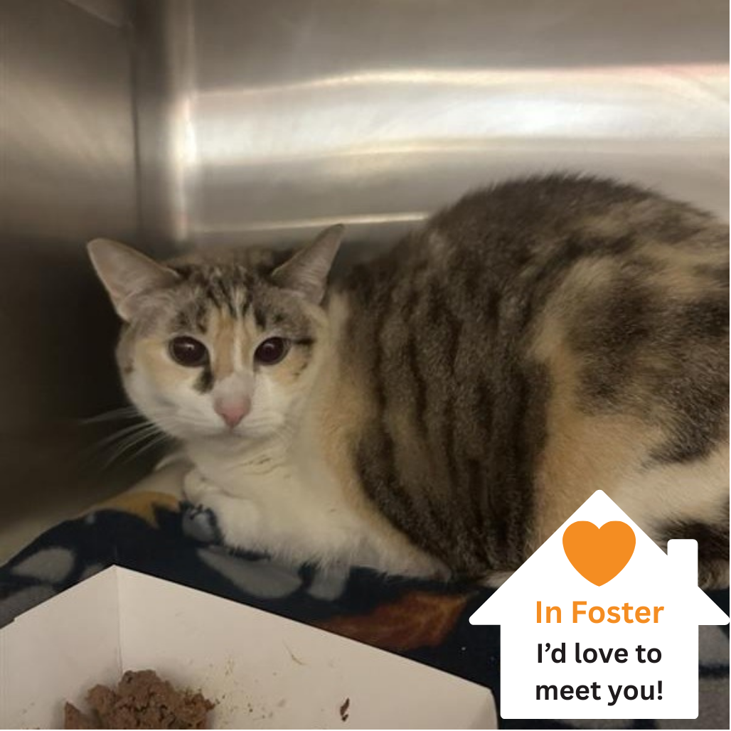 Hello my name is Star