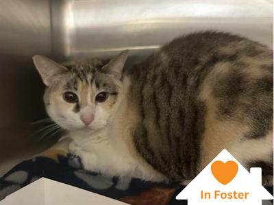 Hello my name is Star