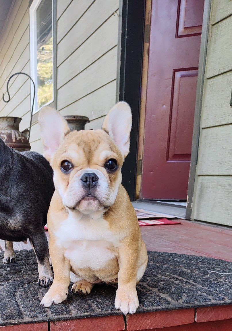 urjilio female French bulldog