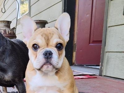 urjilio female French bulldog