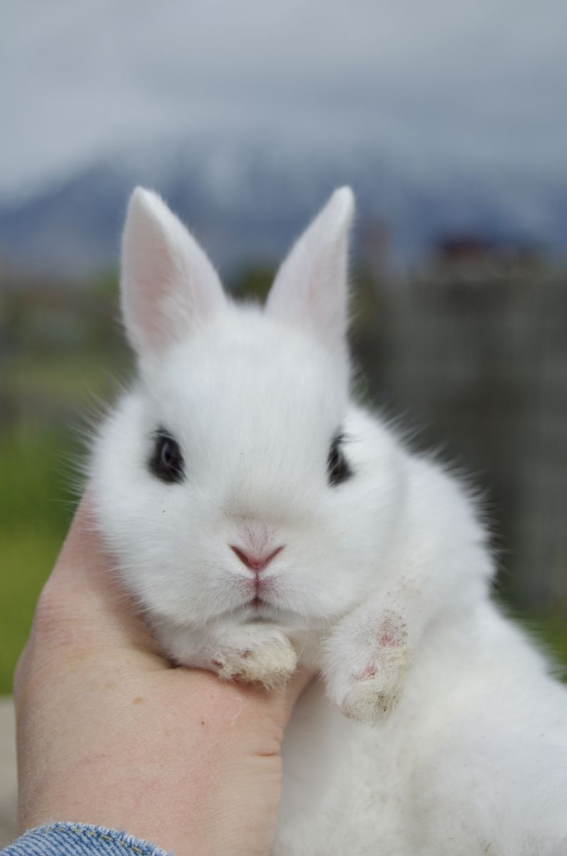 TINY Dwarf Hotot **Super Rare Breed**