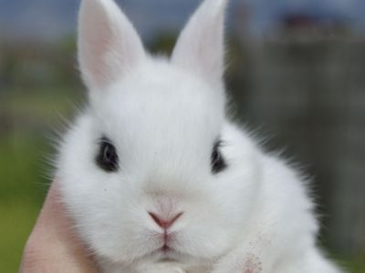 TINY Dwarf Hotot **Super Rare Breed**