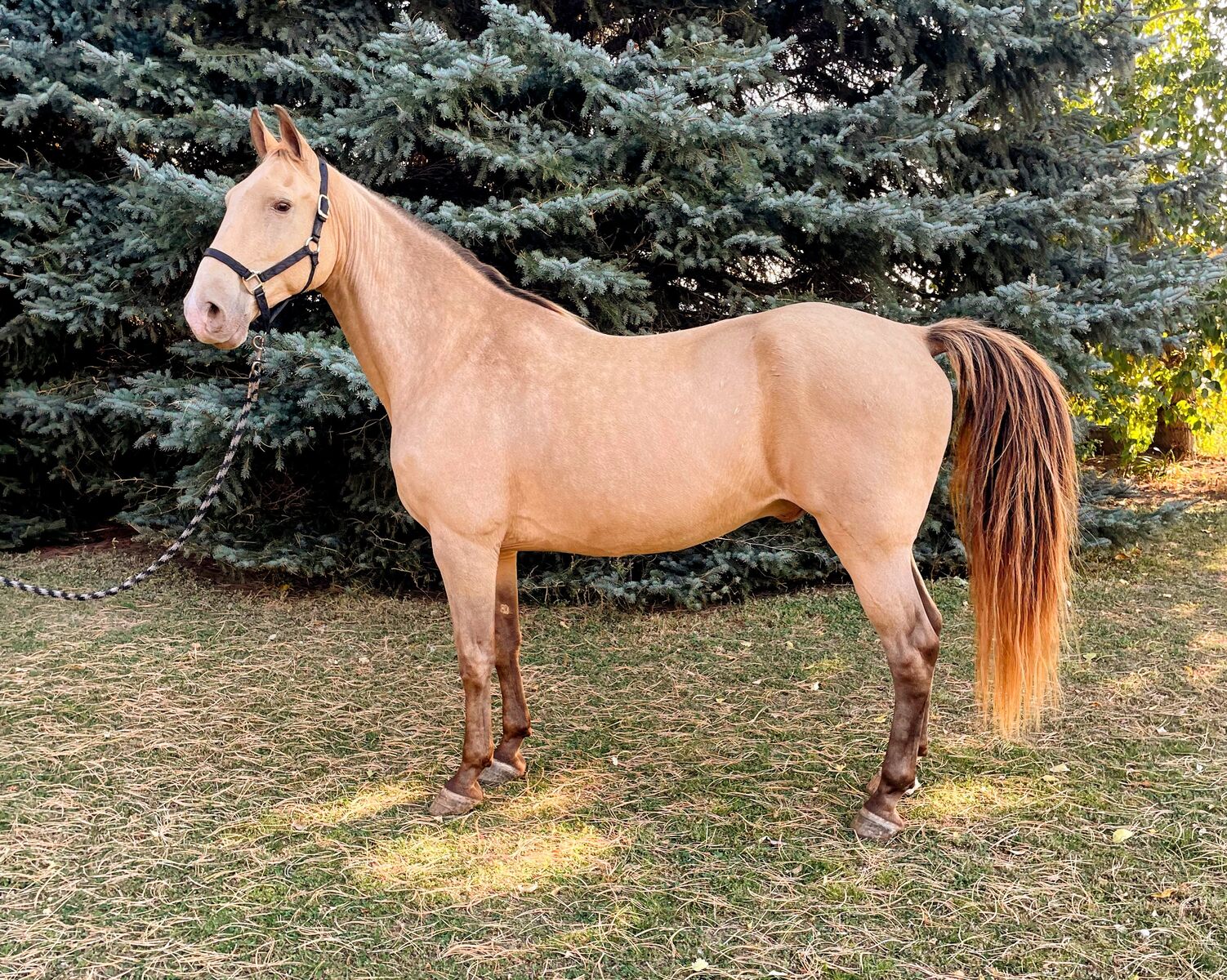 Harry 17 year old grade Tennessee Walking Gelding