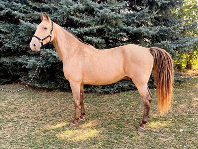 Harry 17 year old grade Tennessee Walking Gelding