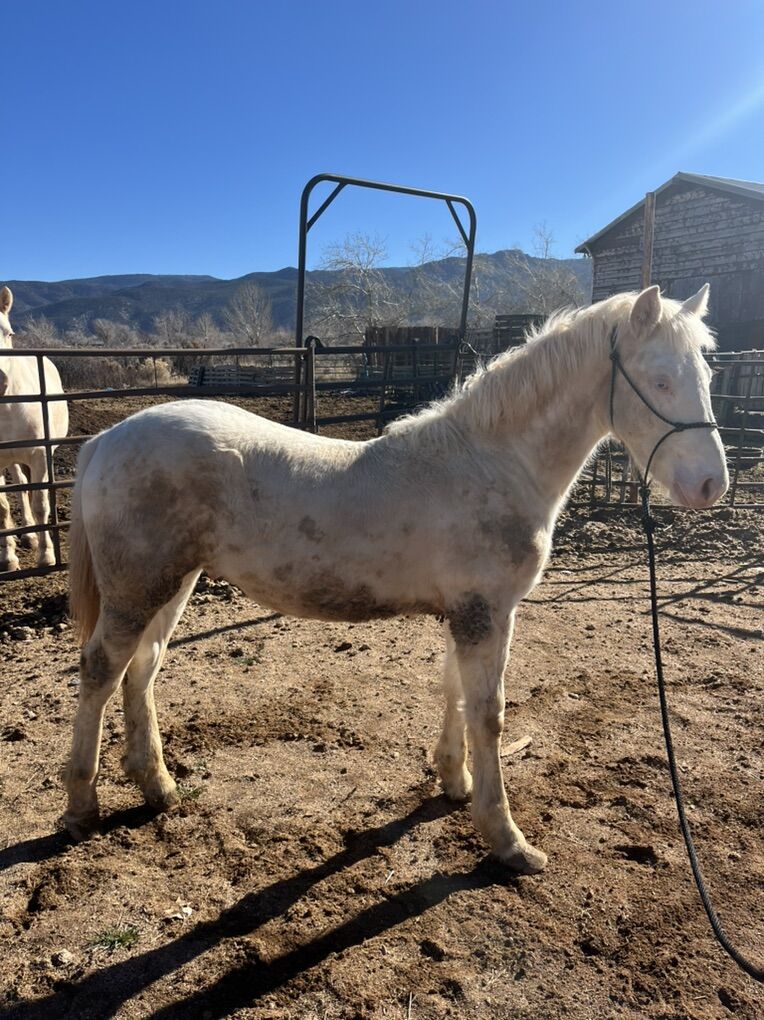 Max White Homozygous Sabino Half Draft Stud Colt