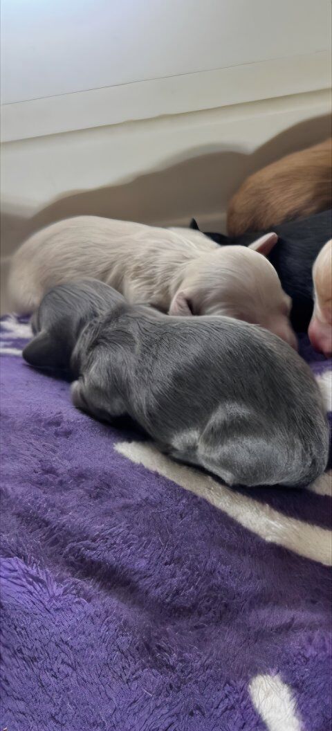 Long-Haired Dachshund Puppies – Rare Colors