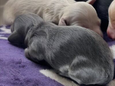 Long-Haired Dachshund Puppies – Rare Colors