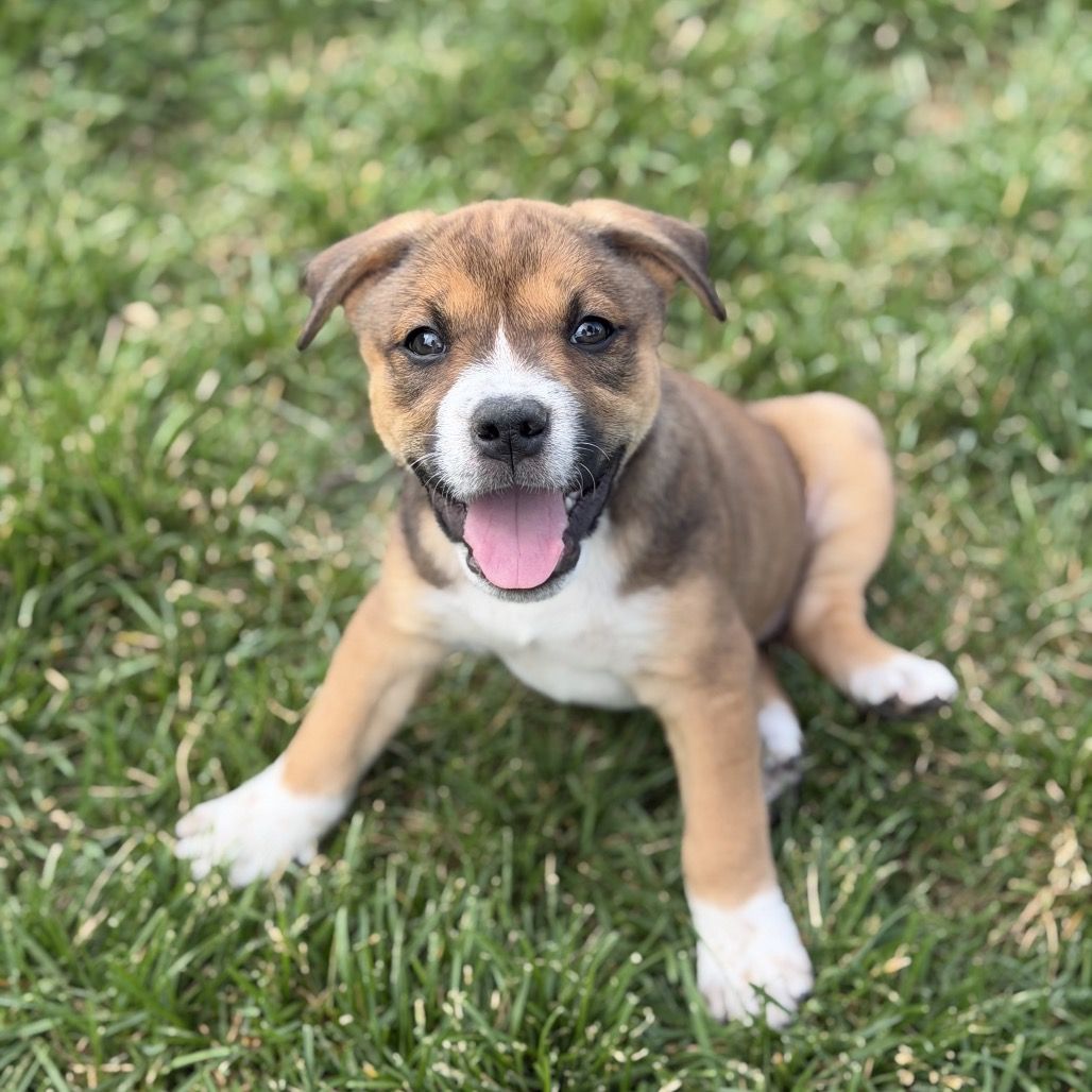 Hello my name is Cheddar