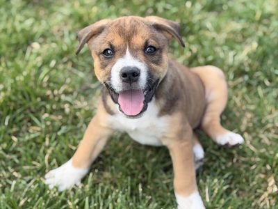 Hello my name is Cheddar