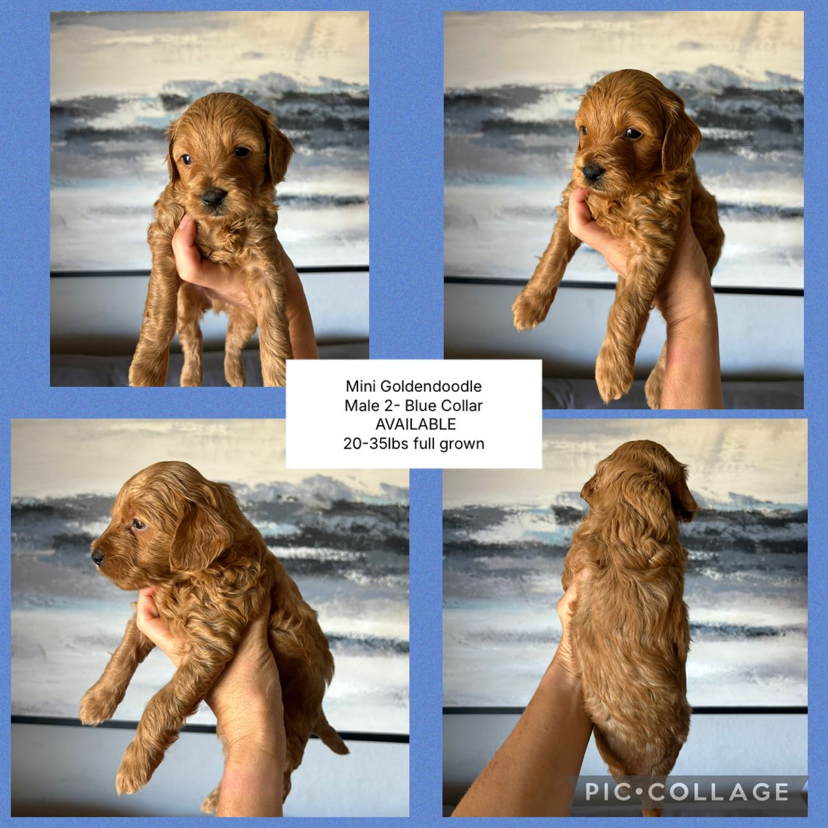 Mini Goldendoodle F1b Puppies