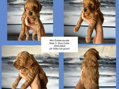 Mini Goldendoodle F1b Puppies