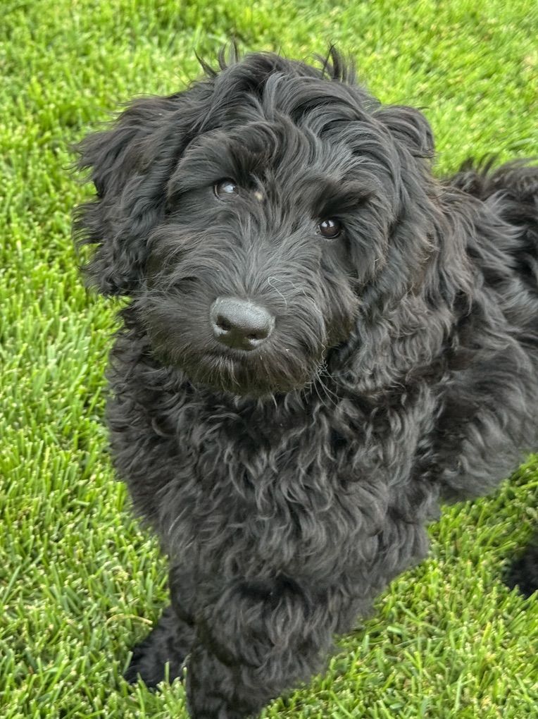 TRAINED Australian Labradoodle