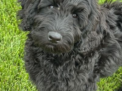TRAINED Australian Labradoodle