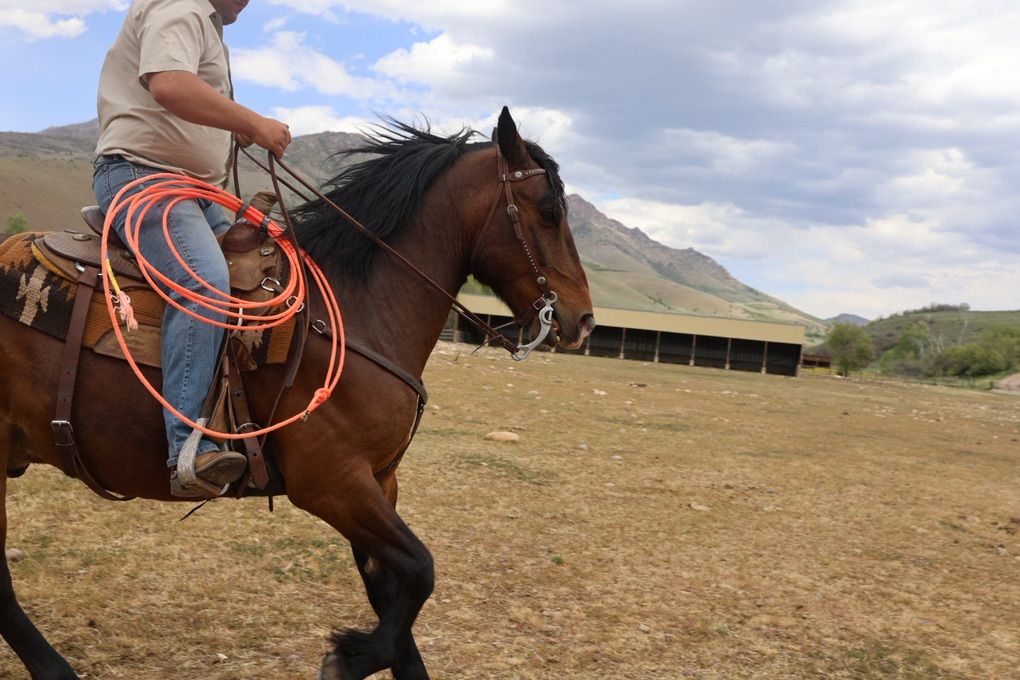 Draft Cross Gelding