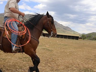Draft Cross Gelding
