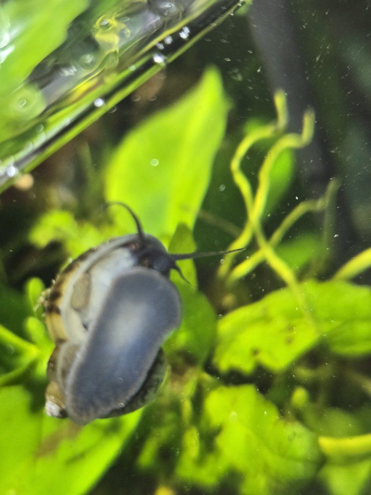 Mystery Snails