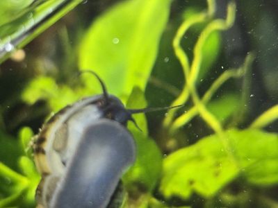 Mystery Snails