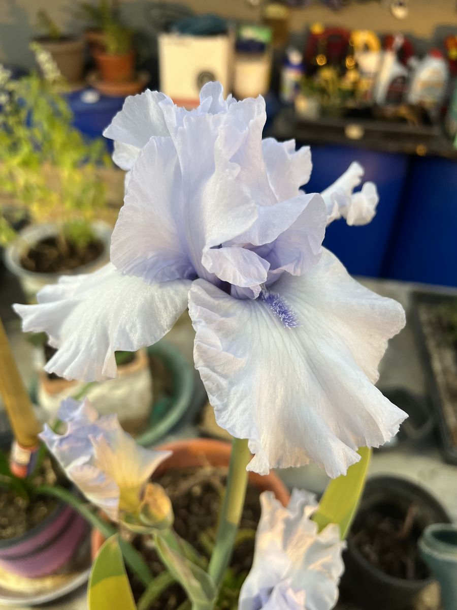 Light Blue-Violet Iris Starts