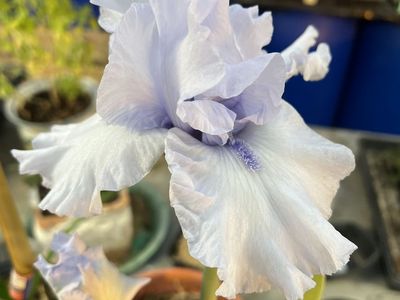 Light Blue-Violet Iris Starts