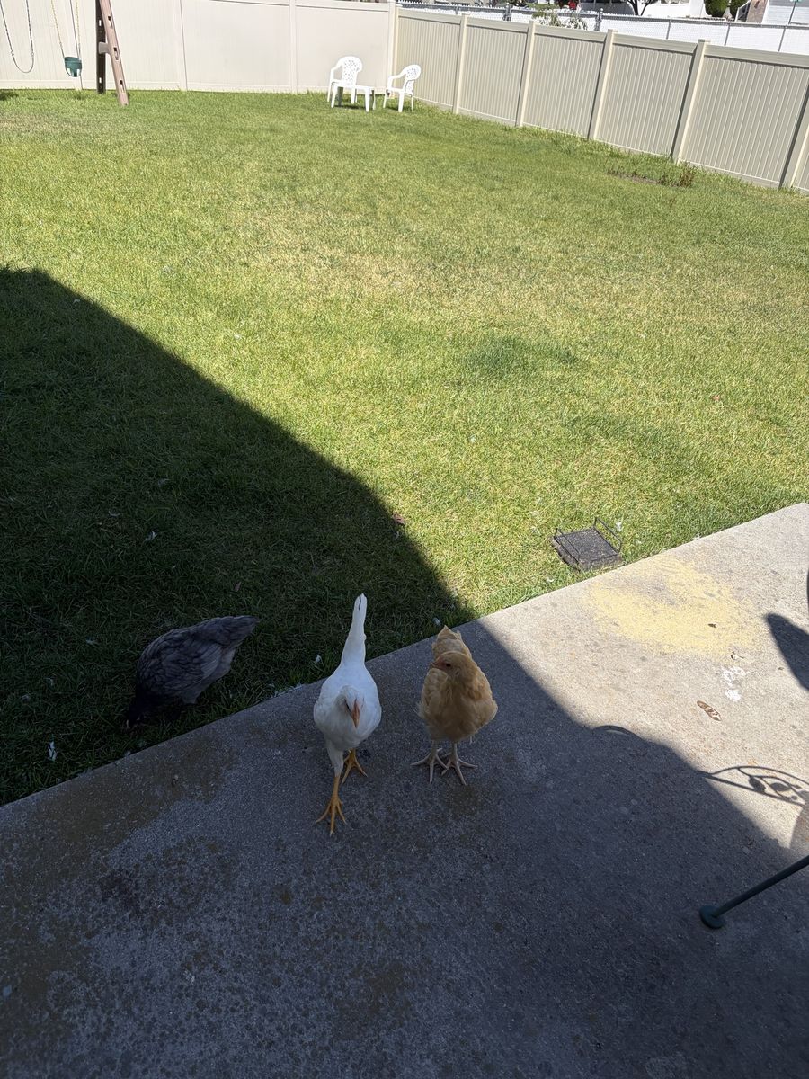 Chickens