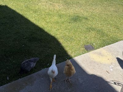 Chickens