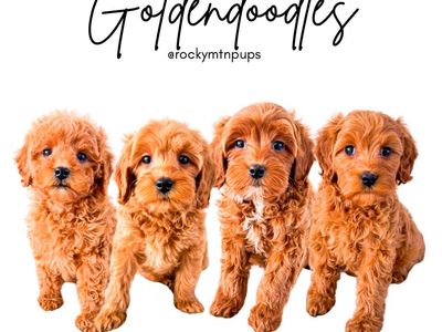 15lb Female Mini Goldendoodles Golden Doodle