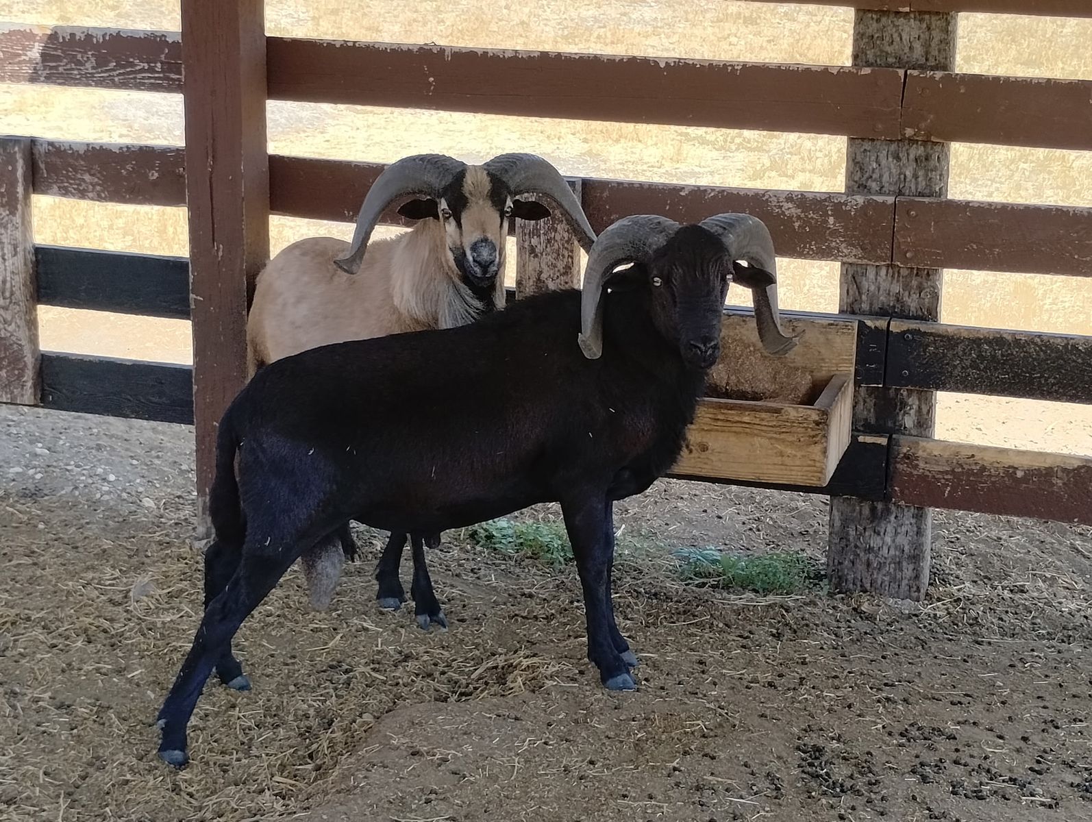 Black Hawaiian ram