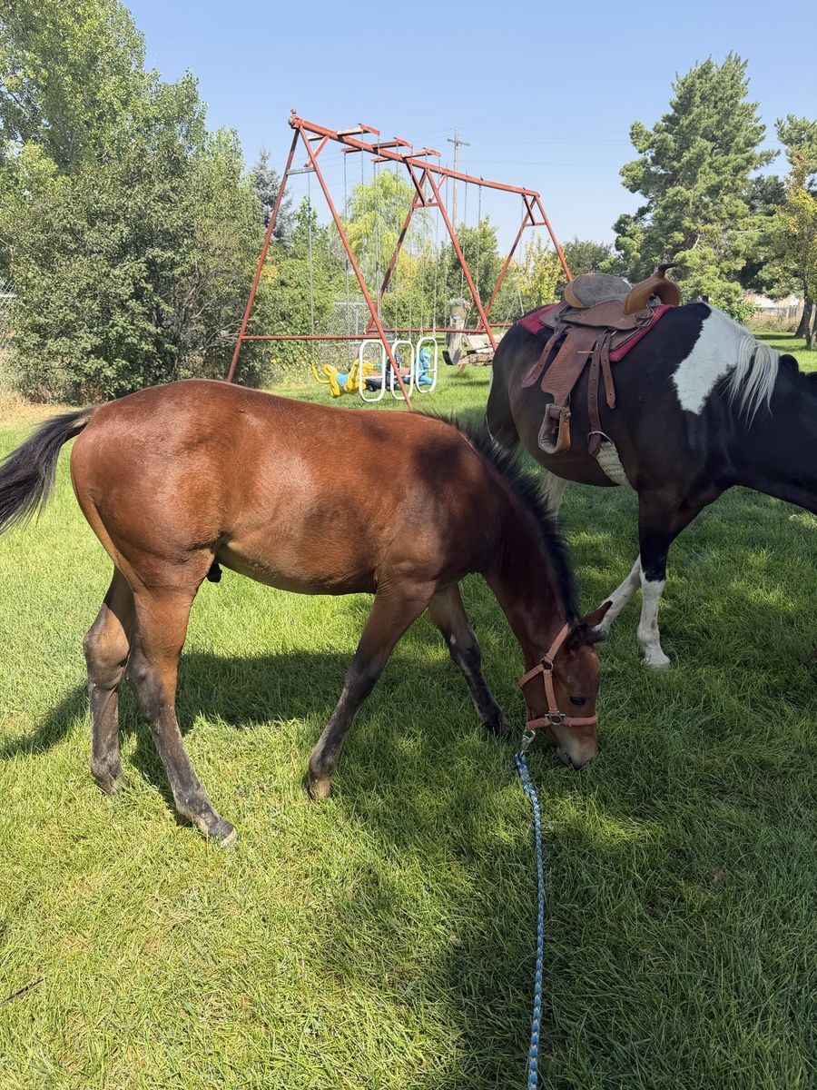 Quarter Pony Colt 3/4 Quarter 1/4 Welsh pony 