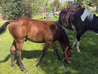 Quarter Pony Colt 3/4 Quarter 1/4 Welsh pony