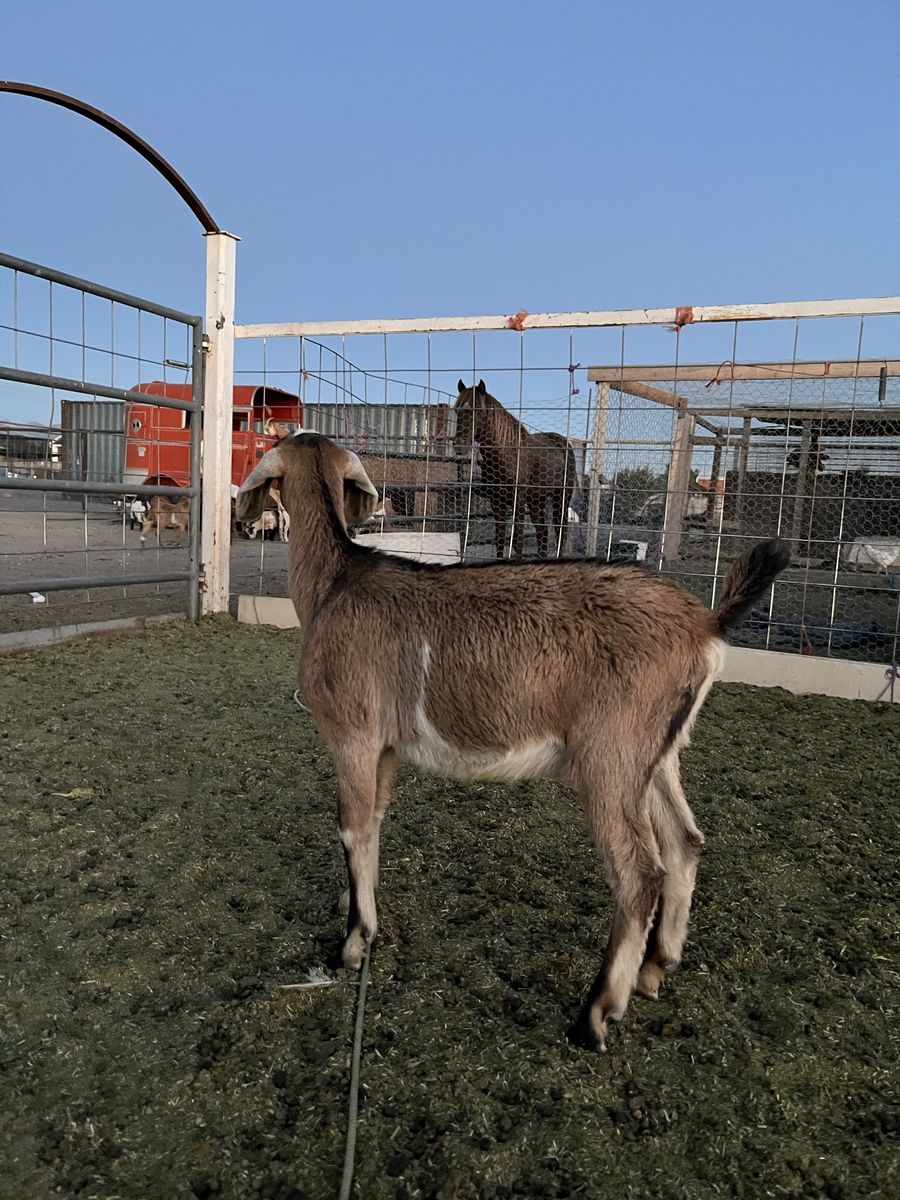 Full bred Nubian buckling for sale