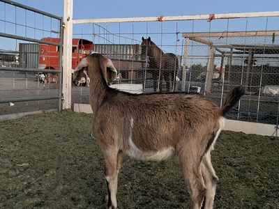 Full bred Nubian buckling for sale