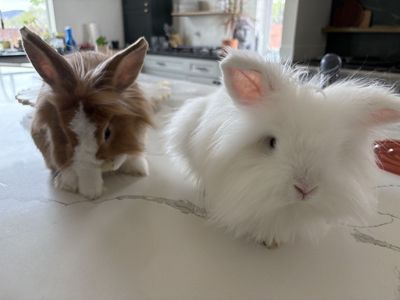 Two female rabbits plus hutch