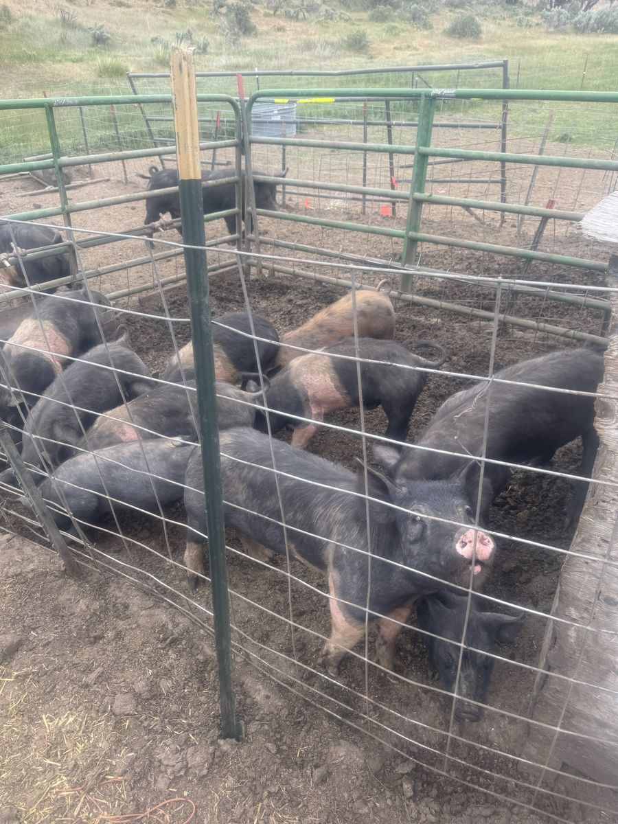 Healthy barrows and gilts