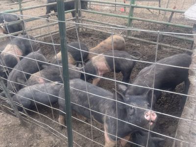 Healthy barrows and gilts