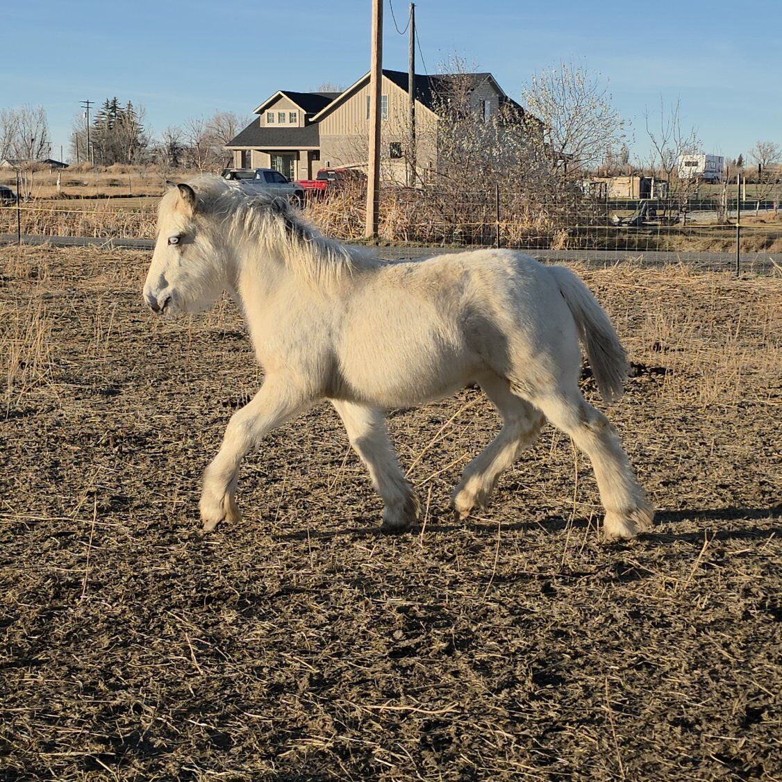 Gypsy Vanner colt buckskin tobiano