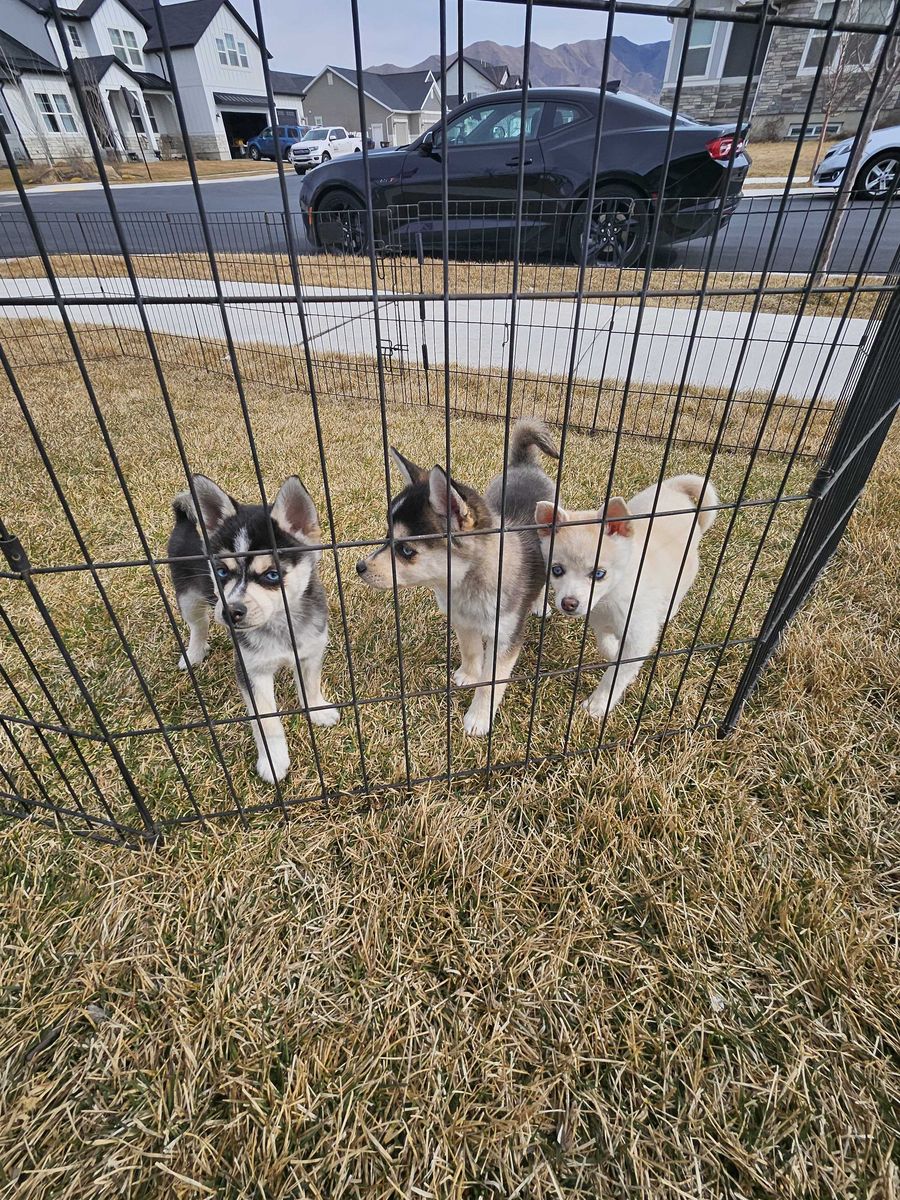 Mini Huskies / AKKs for Sale Ready for Furever home BLUE Eyes!