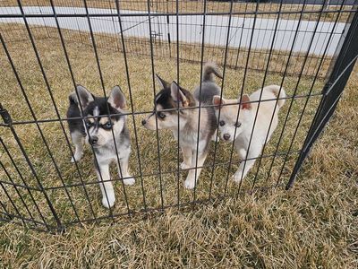 Mini Huskies / AKKs for Sale Ready for Furever home BLUE Eyes!
