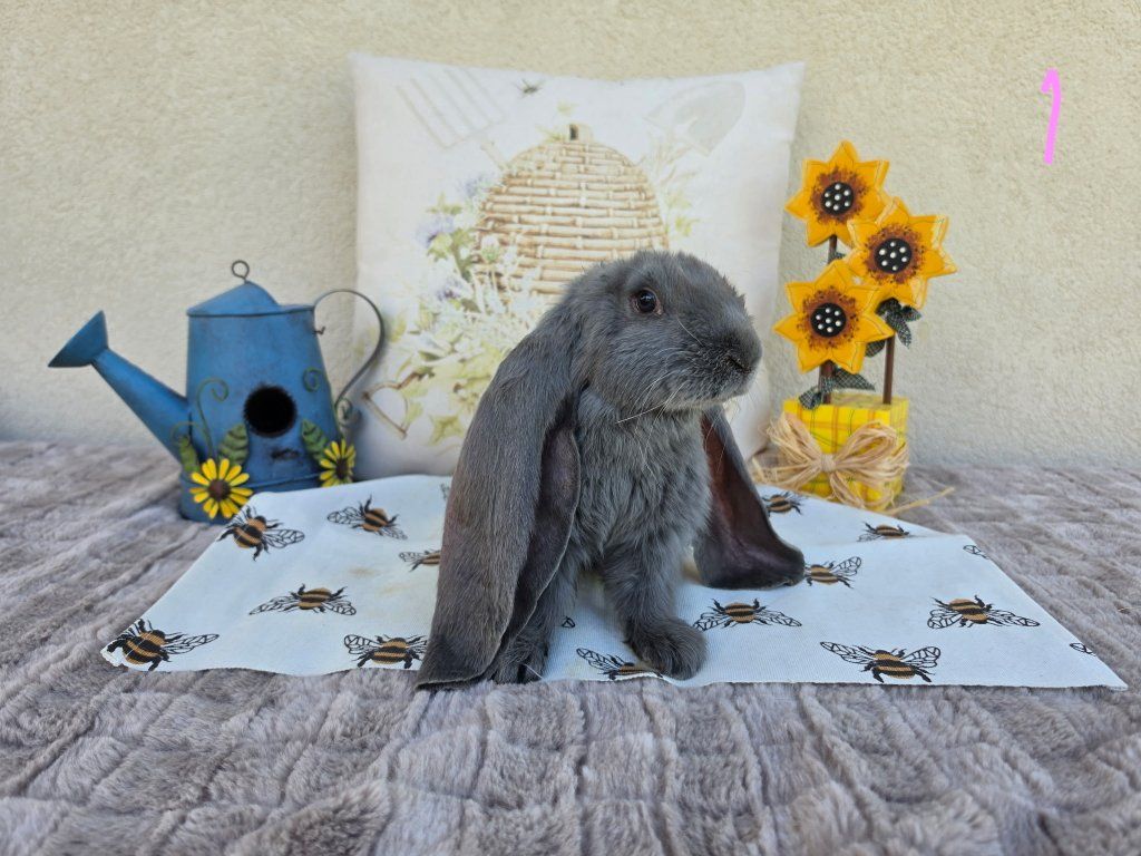 Hoppity Floppity  is in Alpine today! English Lops!!!