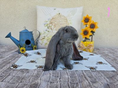 Hoppity Floppity is in Alpine today! English Lops!!!