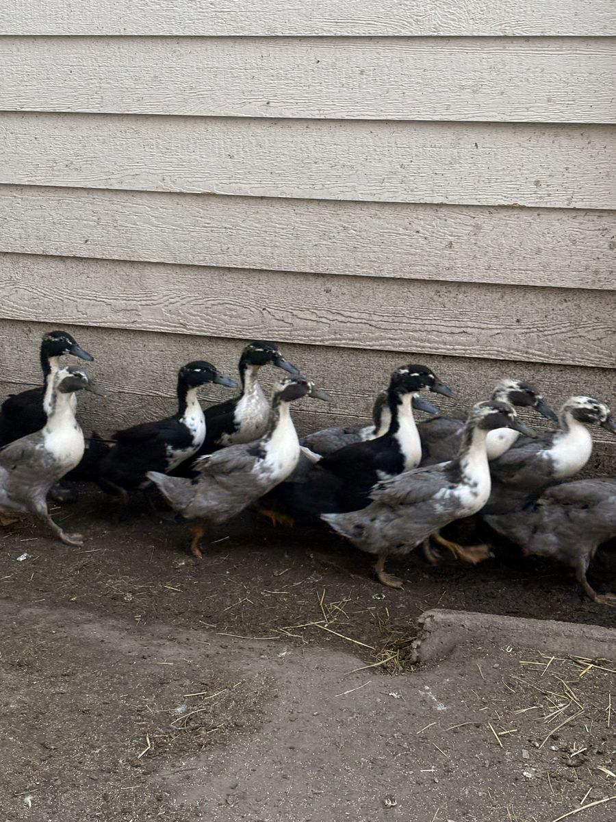 Female ducks 