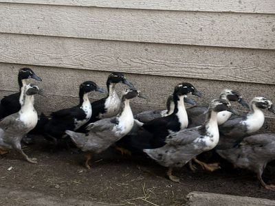 Female ducks