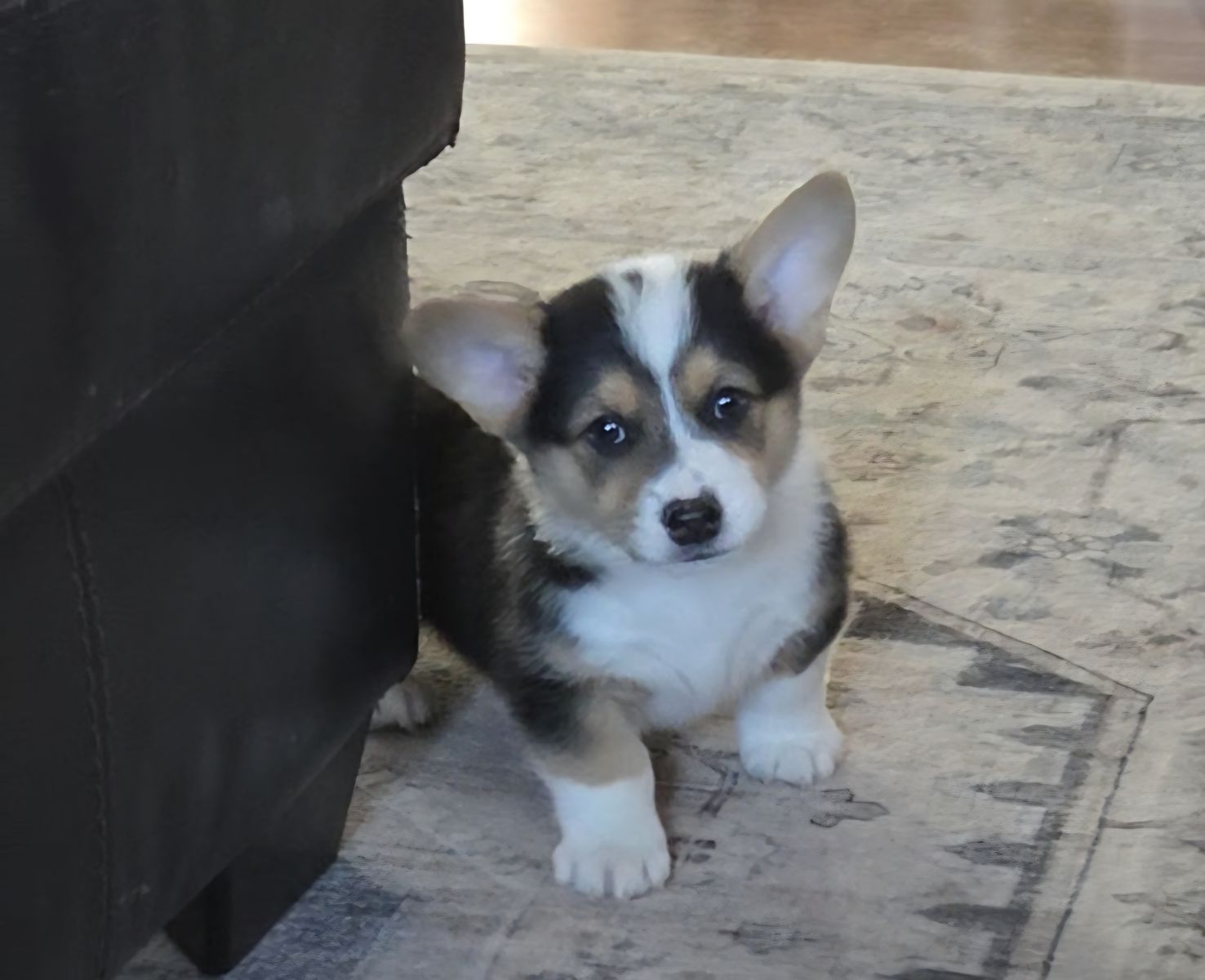 Easter ready AKC Registered Pembroke Welsh Corgis!!