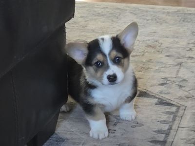 Easter ready AKC Registered Pembroke Welsh Corgis!!